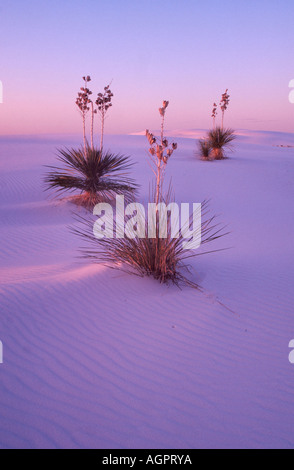 Adam's ago / debole-leef Yucca Foto Stock