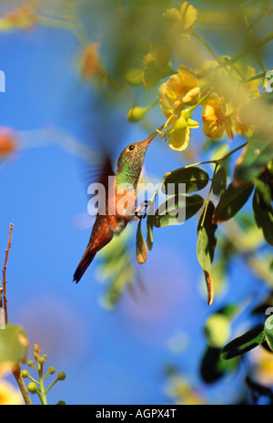Messico, Tulum, Hummingbird battenti vicino a fiore Foto Stock