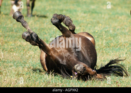 Cavallo / Pferd Foto Stock
