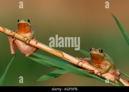 Stripeless Raganella / Mediterraneo Treefrog Foto Stock