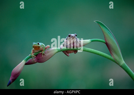 Stripeless Raganella / Mediterraneo Treefrog Foto Stock