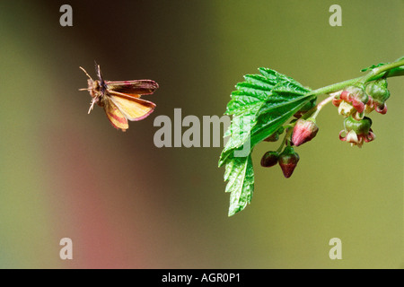 Viola-sbarrate giallo / Ampferpurpurspanner Foto Stock