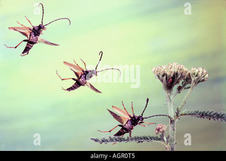 Longhorn Beetle / Rothalsbock / Roter Blumenbock / Bockkaefer Foto Stock