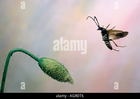 Longhorn Beetle / Rothalsbock / Roter Blumenbock / Bockkaefer Foto Stock