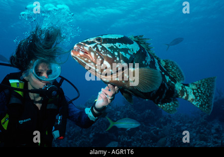 Cernia di Nassau Foto Stock