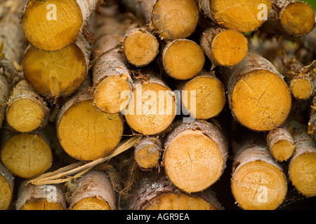 Struttura impilata registra nei pressi di Torsby nella contea di Varmland Svezia Foto Stock