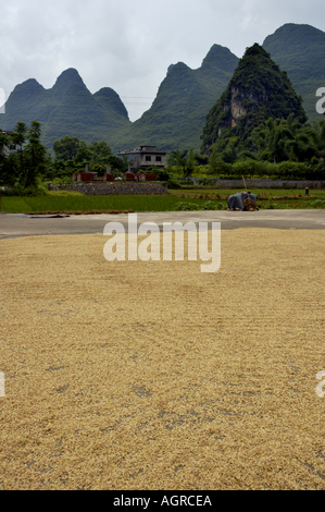 Cina Guangxi Yangshuo riso raccolto asciugando sul terreno in prossimità di risaie Foto Stock