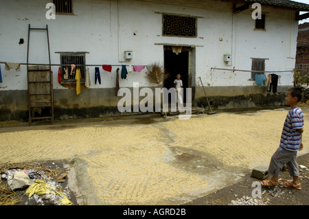 Cina Guangxi Yangshuo riso raccolto asciugando al Piano Terra di una casa Foto Stock