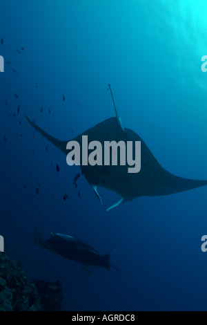 Maldive Atollo del Nord di male lanka due giganti di manta ray manta birostris intorno alla stazione di pulizia denominato punto di manta Foto Stock