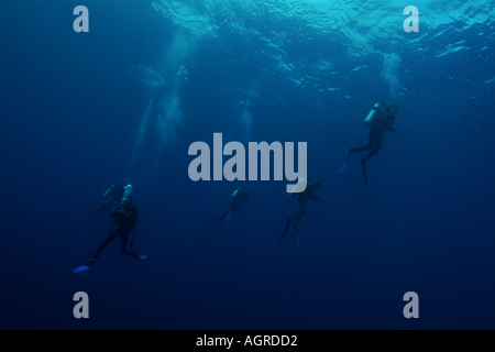 Maldive Atollo del Nord di male lanka un gruppo di quattro subacquei cercando il gigante manta ray intorno alla stazione di pulizia Foto Stock