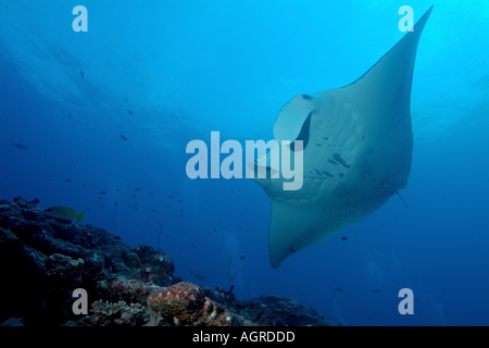 Maldive Atollo del Nord di male lanka un gigante manta ray manta birostris intorno alla stazione di pulizia denominato punto di manta Foto Stock