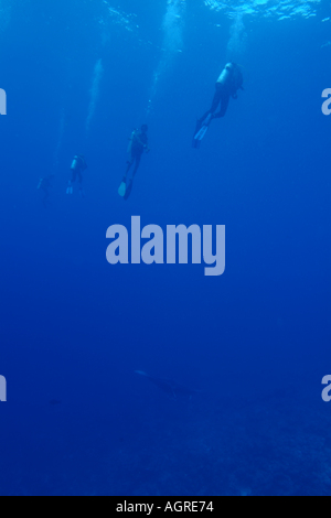 Maldive Atollo del Nord di male lanka un gruppo di quattro subacquei cercando il gigante manta ray intorno alla stazione di pulizia Foto Stock