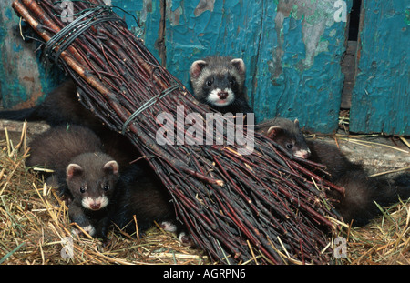 Unione Ferret / Polecat Foto Stock