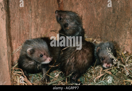 Unione Ferret / Polecat Foto Stock