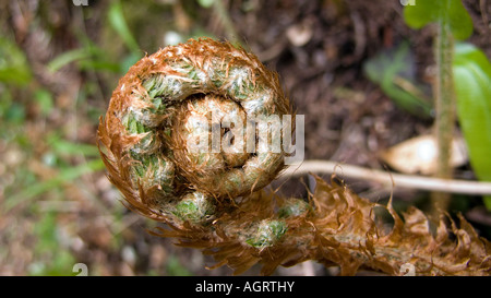 La felce, England, Regno Unito Foto Stock