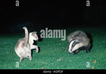 Badger e il gatto domestico Foto Stock