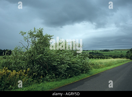 Gli alberi di salice che soffia in tempo ventoso nella foresta di Bowland Foto Stock