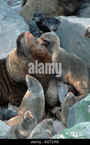 A nord mare pellicce Foto Stock