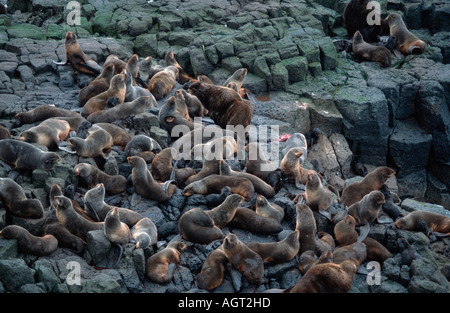 Northern pelliccia sigillo Foto Stock