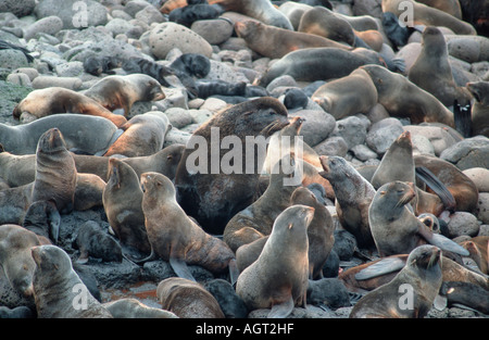 A nord mare pellicce Foto Stock