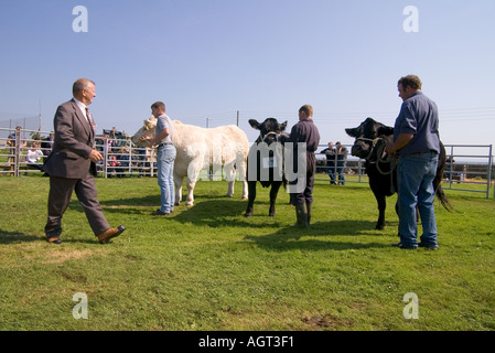 Dh bestiame annuale mostra SHAPINSAY ORKNEY vacche di manzo Charolais e croce giovenche allevate in agricultural show ring Foto Stock