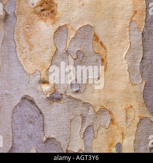 Eucalipto di corteccia di albero Foto Stock