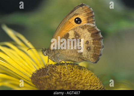 Farfalla di gatekeeper Foto Stock