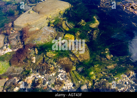 dh Rock pool ALGHE UK acque marine limpide Orkney riva verde primo piano vita marina scozia Foto Stock