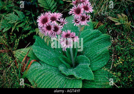 Campbell Island Daisy Foto Stock