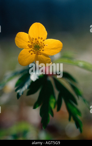 Anemone giallo Foto Stock