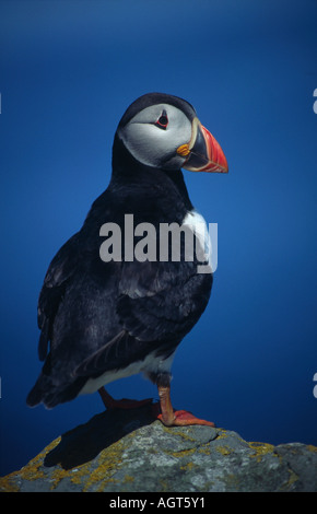Atlantic puffini, Fratercula arctica. Sull'isola di Noss, Shetland, Scotland, Regno Unito Foto Stock