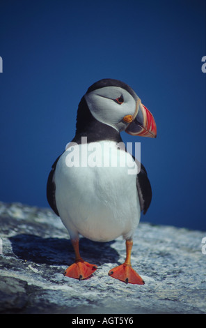 Atlantic puffini, Fratercula arctica. Sull'isola di Noss, Shetland, Scotland, Regno Unito Foto Stock