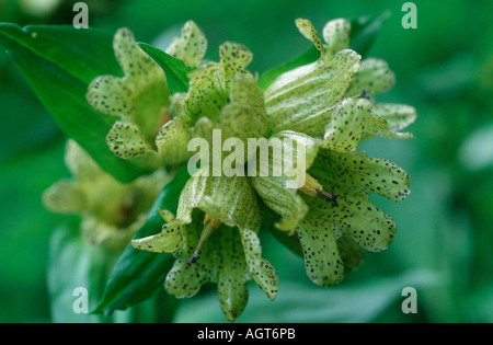 Genziana maculata Foto Stock