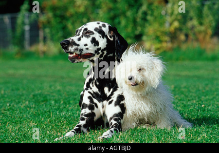 / Dalmata Coton de Tulear Foto Stock