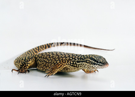 Spinosa-tailed pigmeo di monitor / cresta-tailed Monitor Foto Stock