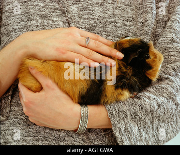 Guinea Pig Foto Stock