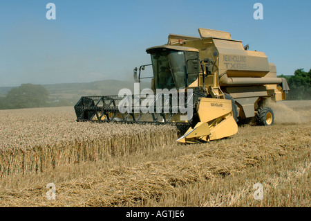 New Holland TX68 plus combinare la raccolta mature del raccolto di grano Foto Stock
