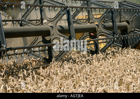 Intestazione di una New Holland TX68 plus combinare la raccolta mature del raccolto di grano Foto Stock