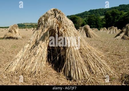 Primo piano di stocchi o di pagnotte di grano tagliato nel campo con paglia lunga per thatching Foto Stock