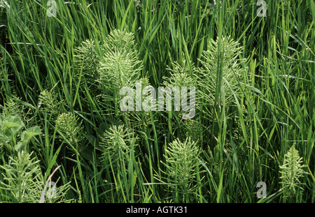 Comune di equiseto Equisetum arvense in Loglio inglese ley Foto Stock