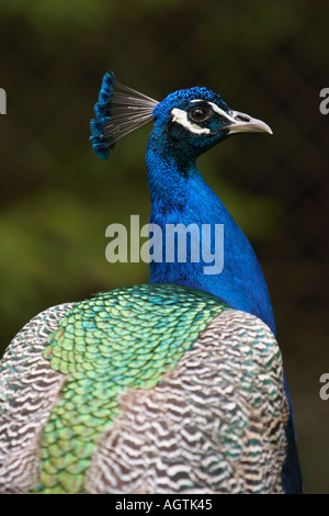 Peacock in Cumberland wildpark, Grunau, Salzkammergut, Austria. Nome scientifico: Pavo Cristatus. Foto Stock