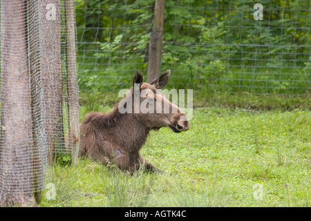 Un alce (Alces alces) che riposa sul terreno al Cumberland Wildlife Park. Grunau, Salzkammergut, Austria. Foto Stock