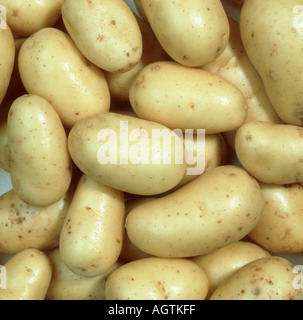 Nuove patate Charlotte Solanum tuberosum tubero Foto Stock
