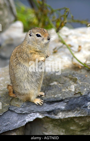 Un grazioso piccolo cane della prateria (Cynomys ludovicianus) seduto in posizione eretta su una roccia Foto Stock