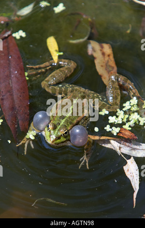 Rana in piscina a cantare in acqua. Nome scientifico: Rana lessonae. Foto Stock