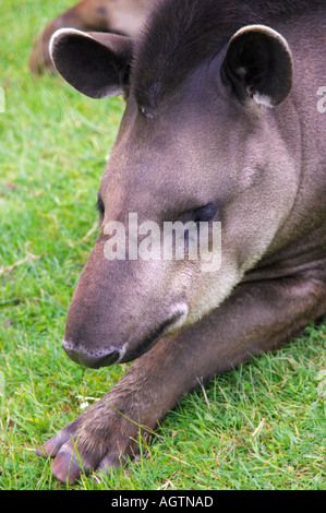 Ritratto di un brasiliano il tapiro (Tapirus terrestris) Foto Stock