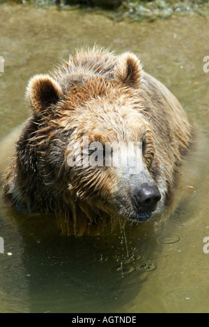 Un orso bruno (Ursus arctos) fa il bagno in acqua in una calda giornata di sole. Zoo Hellbrunn, Salisburgo, Austria. Foto Stock