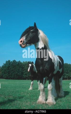 Irish Tinker Pony Foto Stock