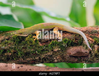 Giorno rivestito Gecko / Giorno Striped Gecko Foto Stock