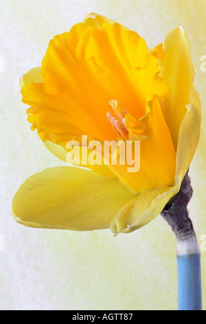Daffodil fiore. Foto Stock
